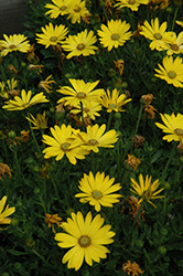 Zion Pure Yellow African Daisy (Osteospermum 'Zion Pure Yellow') at Marlin Orchards & Garden Centre
