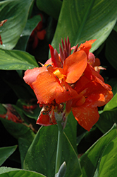 Cannova Red Canna (Canna 'Cannova Red') at Marlin Orchards & Garden Centre