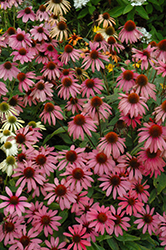 Cheyenne Spirit Coneflower (Echinacea 'Cheyenne Spirit') at Marlin Orchards & Garden Centre