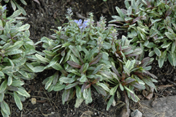 Dixie Chip Bugleweed (Ajuga 'Dixie Chip') at Marlin Orchards & Garden Centre
