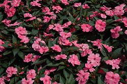 SunPatiens Compact Pink New Guinea Impatiens (Impatiens 'SunPatiens Compact Pink') at Marlin Orchards & Garden Centre
