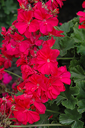 Calliope Hot Pink Geranium (Pelargonium 'Calliope Hot Pink') at Marlin Orchards & Garden Centre