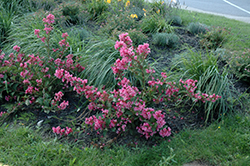Sonic Bloom Pink Reblooming Weigela (Weigela florida 'Bokrasopin') at Marlin Orchards & Garden Centre