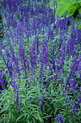 Victoria Blue Salvia (Salvia farinacea 'Victoria Blue') at Marlin Orchards & Garden Centre