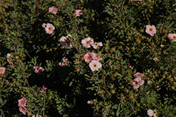 Happy Face Pink Paradise Potentilla (Potentilla fruticosa 'Kupinpa') at Marlin Orchards & Garden Centre