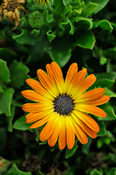 Sunshine Beauty African Daisy (Osteospermum ecklonis 'Sunshine Beauty') at Marlin Orchards & Garden Centre