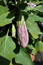 Jewel Marble Eggplant (Solanum melongena 'Jewel Marble') at Marlin Orchards & Garden Centre