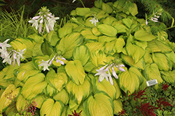 Stained Glass Hosta (Hosta 'Stained Glass') at Marlin Orchards & Garden Centre