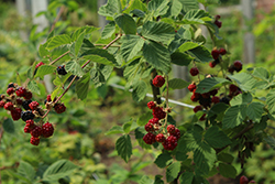 Chester Thornless Blackberry (Rubus 'Chester') at Marlin Orchards & Garden Centre