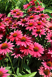 Sombrero Tres Amigos Coneflower (Echinacea 'Balsomtresgo') at Marlin Orchards & Garden Centre