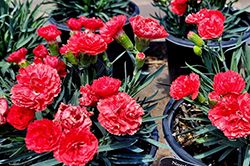 Early Bird Chili Pinks (Dianthus 'Wp10 Sab06') at Marlin Orchards & Garden Centre