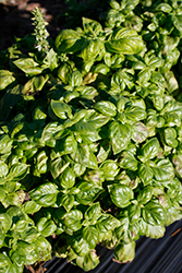 Genovese Basil (Ocimum basilicum 'Genovese') at Marlin Orchards & Garden Centre