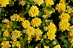 Luscious Citron Lantana (Lantana camara 'Luscious Citron') at Marlin Orchards & Garden Centre