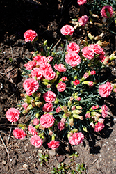 Fruit Punch Classic Coral Pinks (Dianthus 'Classic Coral') at Marlin Orchards & Garden Centre