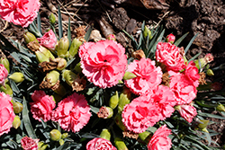 Fruit Punch Classic Coral Pinks (Dianthus 'Classic Coral') at Marlin Orchards & Garden Centre