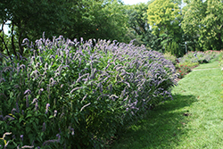 Blue Fortune Anise Hyssop (Agastache 'Blue Fortune') at Marlin Orchards & Garden Centre