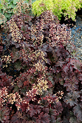 Cajun Fire Coral Bells (Heuchera 'Cajun Fire') at Marlin Orchards & Garden Centre