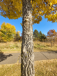 Common Hackberry (Celtis occidentalis) at Marlin Orchards & Garden Centre