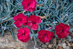 Frosty Fire Pinks (Dianthus 'Frosty Fire') at Marlin Orchards & Garden Centre