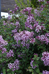 Bloomerang Lilac (Syringa 'Penda') at Marlin Orchards & Garden Centre