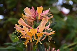 Goldflame Honeysuckle (Lonicera x heckrottii) at Marlin Orchards & Garden Centre