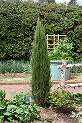Blue Arrow Juniper (Juniperus scopulorum 'Blue Arrow') at Marlin Orchards & Garden Centre