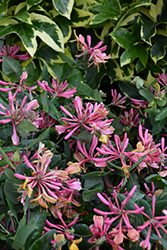 Goldflame Honeysuckle (Lonicera x heckrottii) at Marlin Orchards & Garden Centre