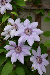 Nelly Moser Clematis (Clematis 'Nelly Moser') at Marlin Orchards & Garden Centre