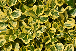 Gold Splash Wintercreeper (Euonymus fortunei 'Roemertwo') at Marlin Orchards & Garden Centre
