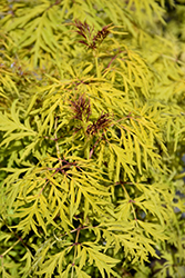 Lemony Lace Elder (Sambucus racemosa 'SMNSRD4') at Marlin Orchards & Garden Centre