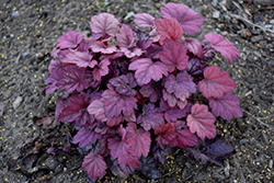 Grape Soda Coral Bells (Heuchera 'Grape Soda') at Marlin Orchards & Garden Centre