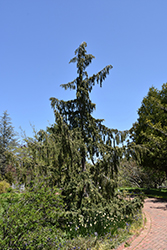 Weeping Nootka Cypress (Chamaecyparis nootkatensis 'Pendula') at Marlin Orchards & Garden Centre