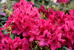 Nova Zembla Rhododendron (Rhododendron 'Nova Zembla') at Marlin Orchards & Garden Centre