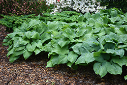Guacamole Hosta (Hosta 'Guacamole') at Marlin Orchards & Garden Centre