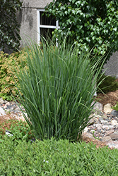 Northwind Switch Grass (Panicum virgatum 'Northwind') at Marlin Orchards & Garden Centre