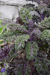 Redbor Kale (Brassica oleracea var. acephala 'Redbor') at Marlin Orchards & Garden Centre