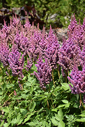 Visions Astilbe (Astilbe chinensis 'Visions') at Marlin Orchards & Garden Centre