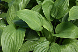 Humpback Whale Hosta (Hosta 'Humpback Whale') at Marlin Orchards & Garden Centre