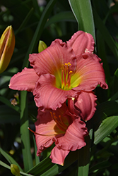 Passionate Returns Daylily (Hemerocallis 'Passionate Returns') at Marlin Orchards & Garden Centre