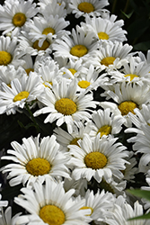 Daisy May Shasta Daisy (Leucanthemum x superbum 'Daisy Duke') at Marlin Orchards & Garden Centre