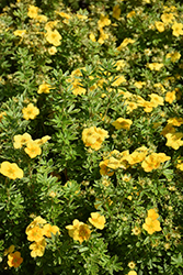 Happy Face Yellow Potentilla (Potentilla fruticosa 'Lundy') at Marlin Orchards & Garden Centre