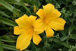 Buttered Popcorn Daylily (Hemerocallis 'Buttered Popcorn') at Marlin Orchards & Garden Centre