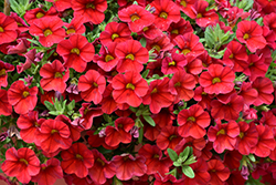 Superbells Red Calibrachoa (Calibrachoa 'INCALIMRED') at Marlin Orchards & Garden Centre