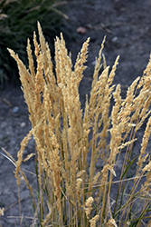 El Dorado Feather Reed Grass (Calamagrostis x acutiflora 'El Dorado') at Marlin Orchards & Garden Centre