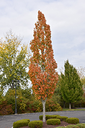 Armstrong Maple (Acer x freemanii 'Armstrong') at Marlin Orchards & Garden Centre