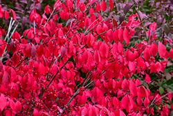 Compact Winged Burning Bush (Euonymus alatus 'Compactus') at Marlin Orchards & Garden Centre