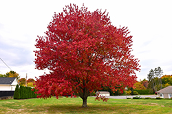 Red Maple (Acer rubrum) at Marlin Orchards & Garden Centre