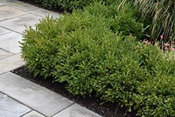 Green Gem Boxwood (Buxus 'Green Gem') at Marlin Orchards & Garden Centre