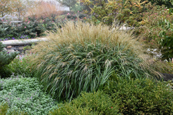 Adagio Maiden Grass (Miscanthus sinensis 'Adagio') at Marlin Orchards & Garden Centre