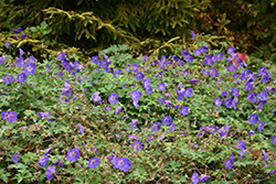 Rozanne Cranesbill (Geranium 'Rozanne') at Marlin Orchards & Garden Centre